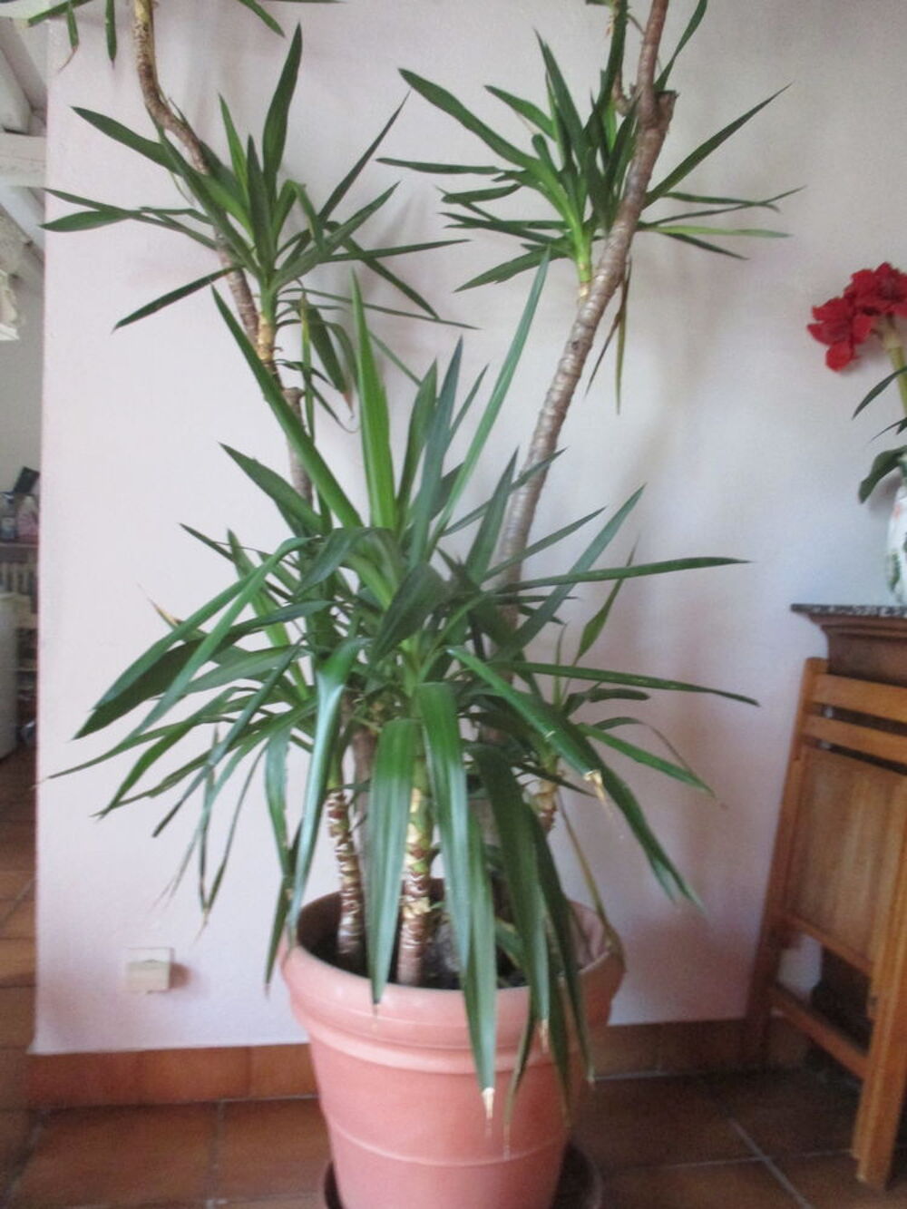 YUCCA Décoration