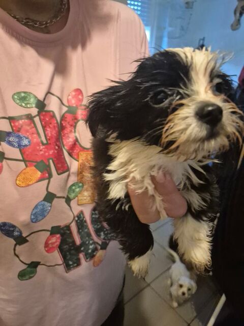 chihuahua poil long crois&eacute; teckel poil dur 490 33220 Sainte-foy-la-grande