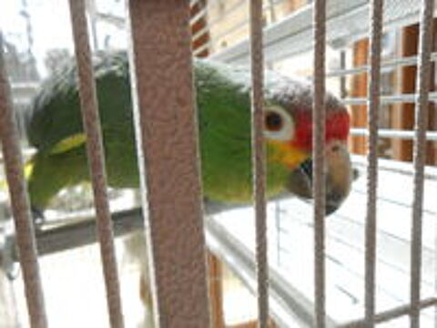   Perroquet amazone  front rouge 