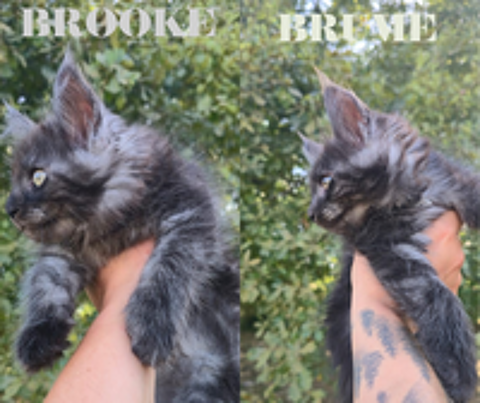   Chatons Maine Coon LOOF 