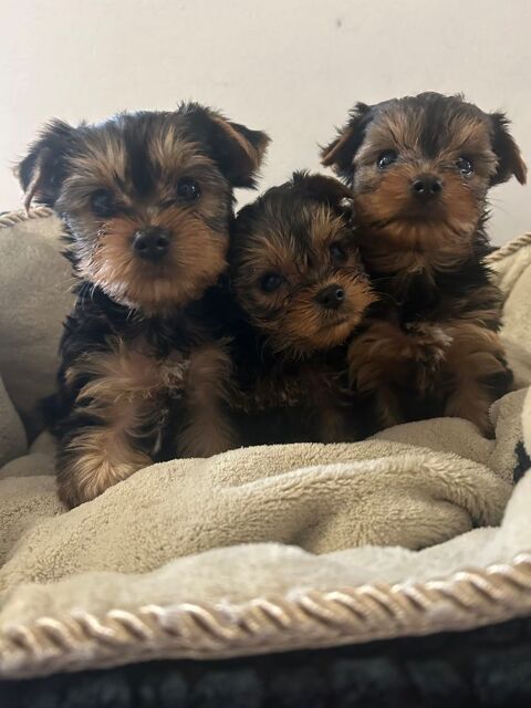 Yorkshire terrier 950 85220 La chapelle-hermier