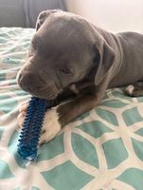  contre bons soins  staffie  de 6 mois  