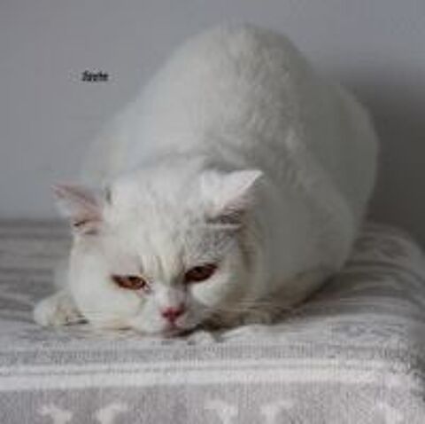   Chat adulte British Shorthair LOOF 