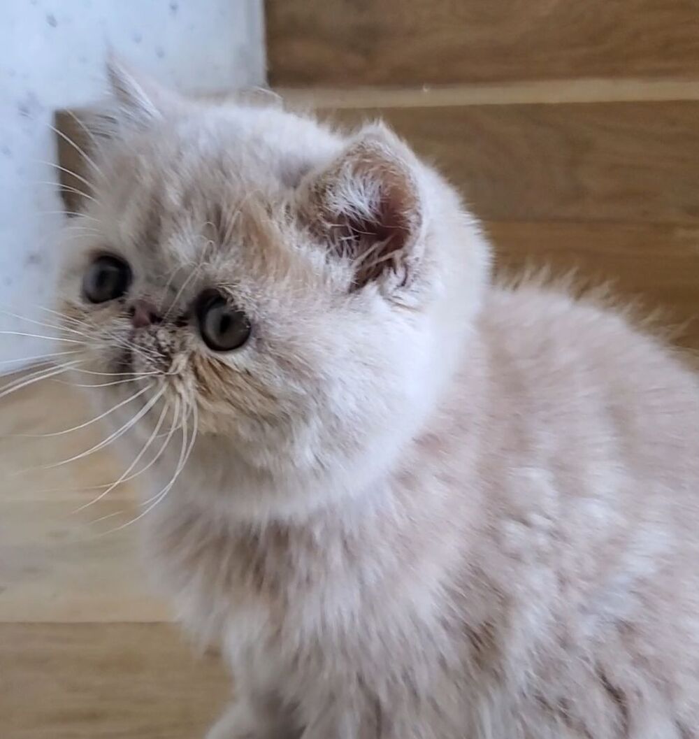   A réserver EXOTIC SHORTHAIR - Mâle, LOOF ,crème 