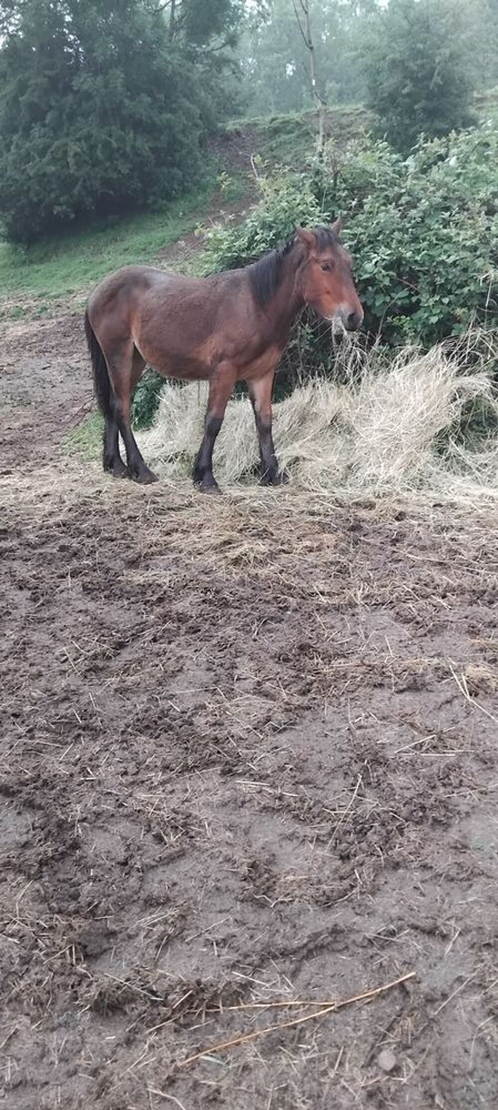   Pouliche 
