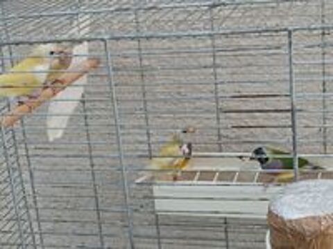   Diamant gould 2025 