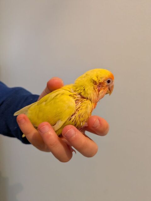 Inséparable EAM 80 85220 Saint-rvrend