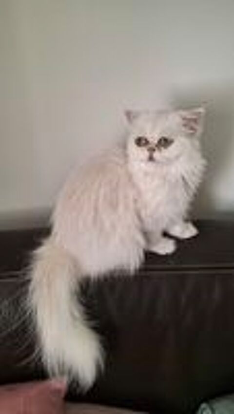   Persane Chinchilla Loof 2 ans  