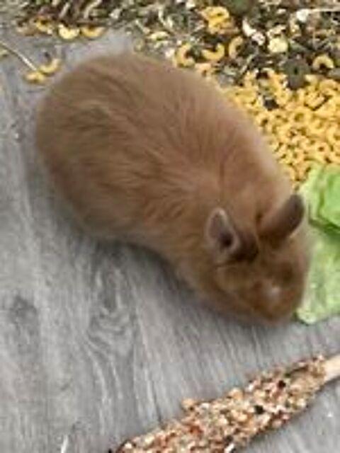   Lapin nain, la lapine nain a eu de très beau lapereaux, 
