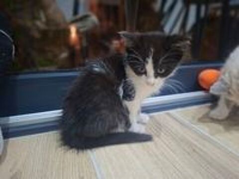   Petite chatonne à adopter  