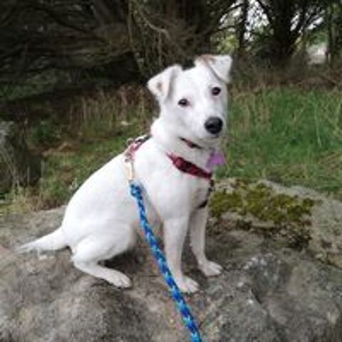   Handy, adorable jack  l'adoption 