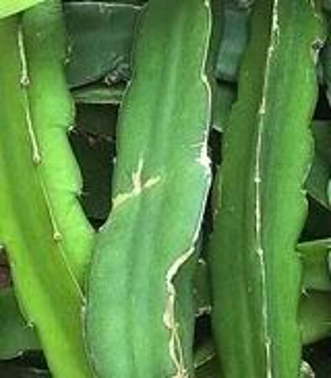 Boutures d'Epiphyllum 3 Boutures 9 Lisieux (14)