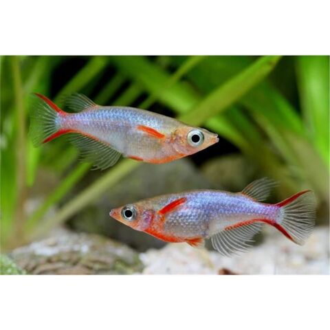 Oryzias woworae M/F 3 01100 Oyonnax