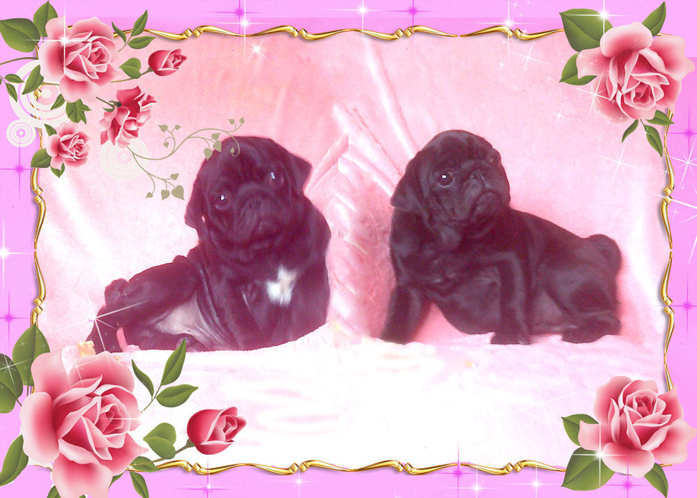   Beaux chiots carlins noir mâles 