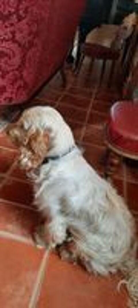   Chiots Cocker  
