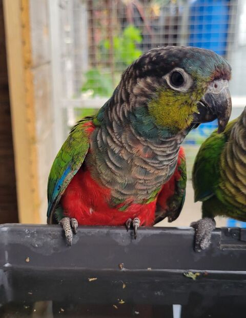 Conure Perlata 90 17170 Couron