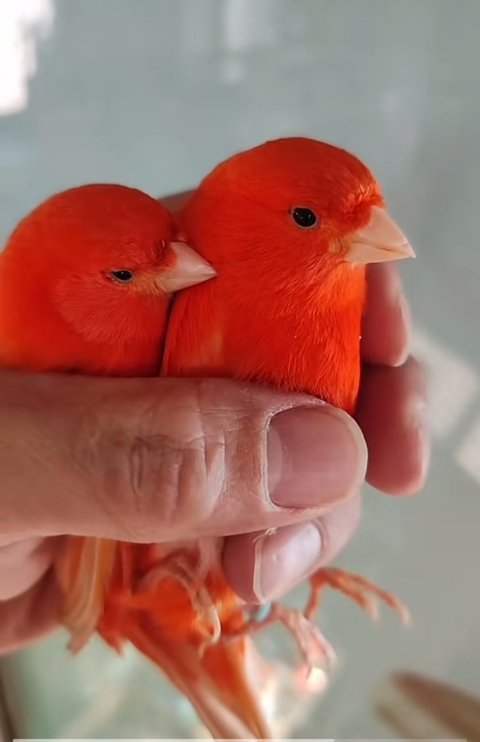 Couple canari rouge intensif 90 92150 Suresnes