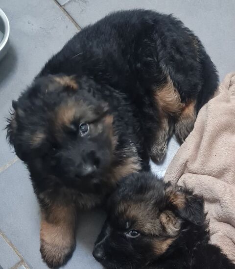 chiot berger allemand poils long 1200 59212 Wignehies