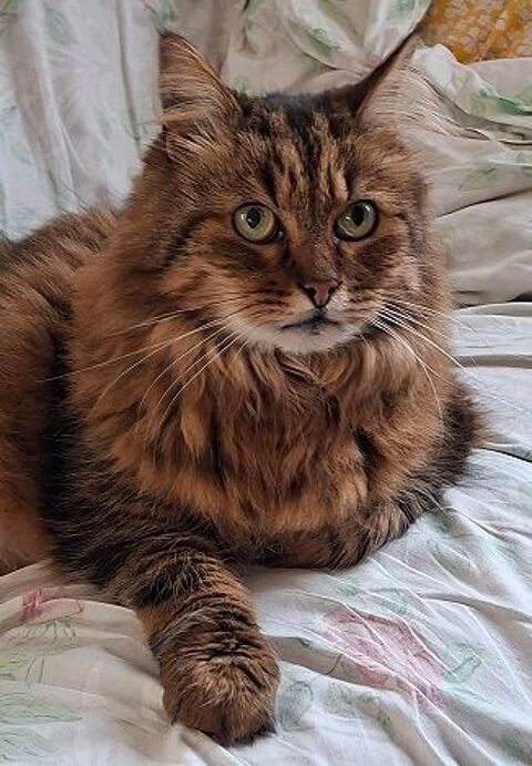 MIMICOCO SENIOR TIGRE POILS LONGS 10 ANS 145 92260 Fontenay-aux-roses