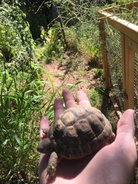 tortue de terre 200 Toulon (83)