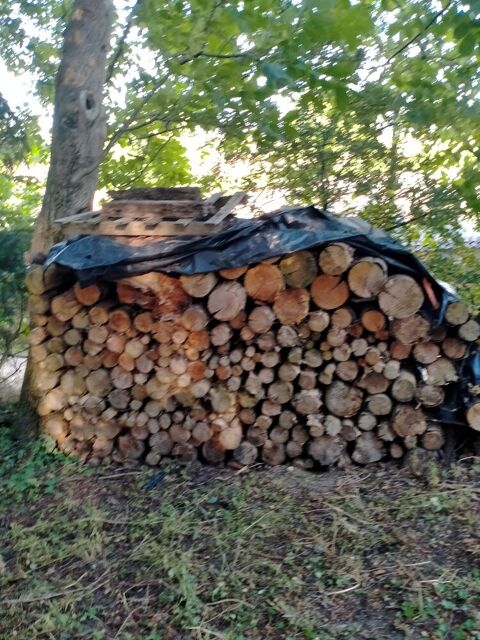 sapins douglas coupés en 1 m Saint-Paul-en-Gâtine (79)