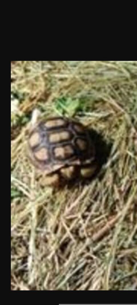 Tortue sulcata 10 mois 130 34450 Vias
