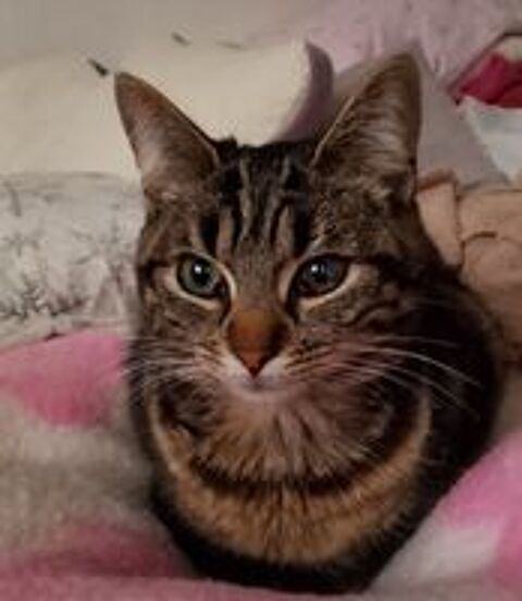   Chatte, petit modèle, recherche son foyer 