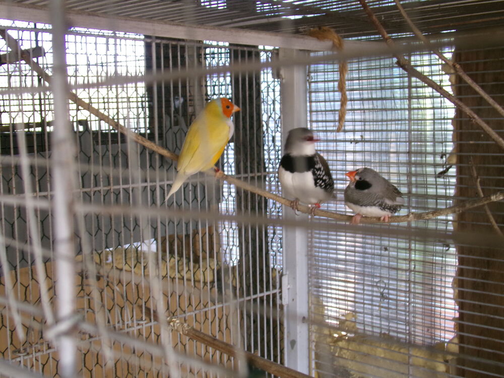   Diamant Gould 