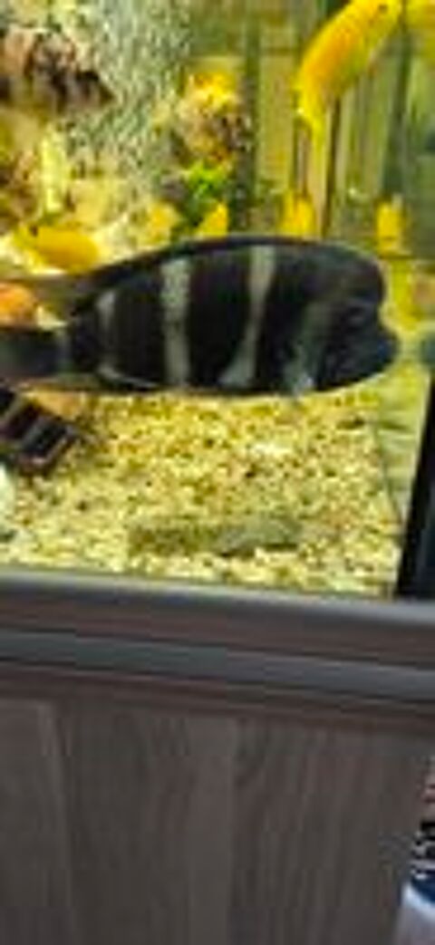   echange frontosa 