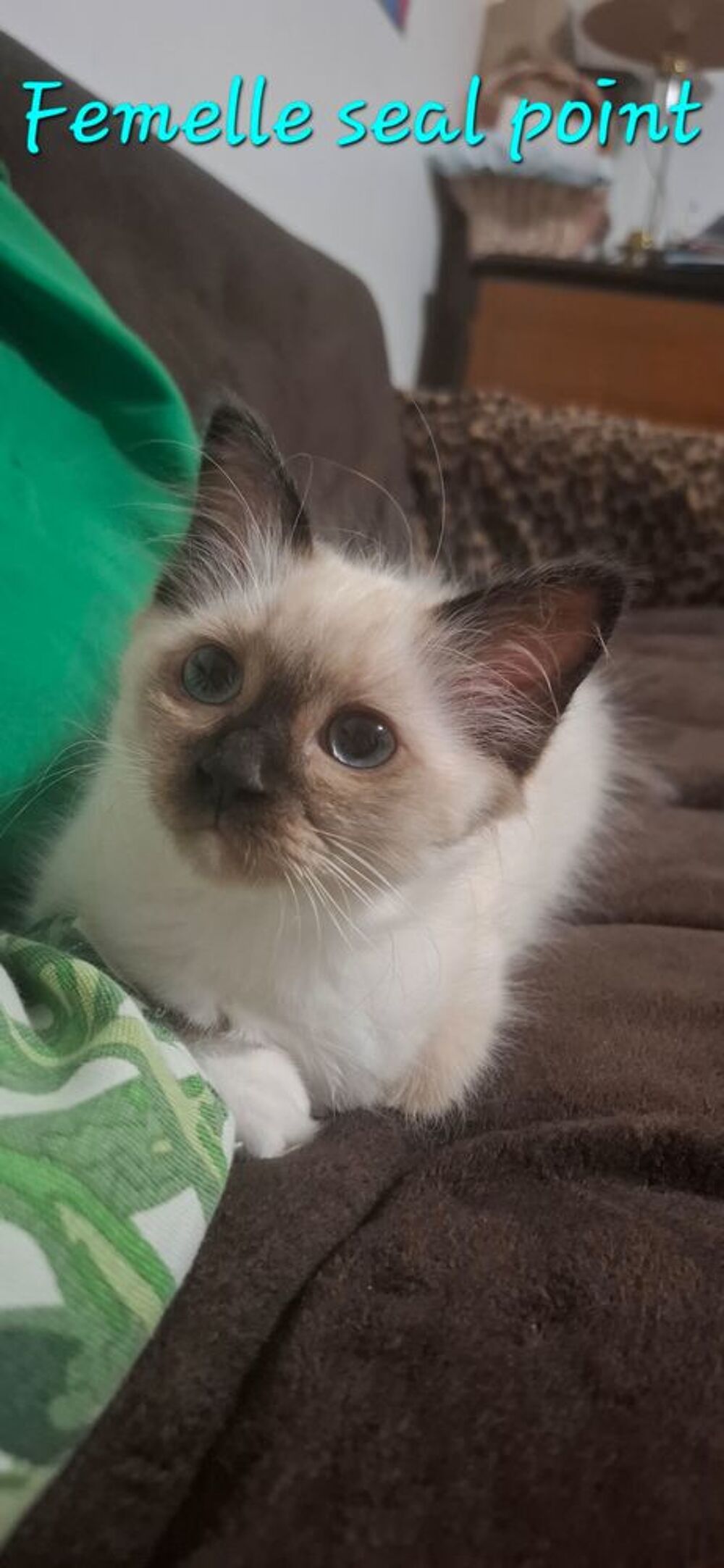   Chatons Sacrés de Birmanie L.O.O.F. - 1 femelle et 2 mâles 