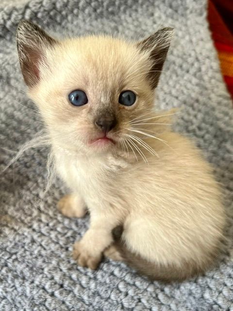 Chaton siamois Tha&iuml; M et F 800 33430 Cazats