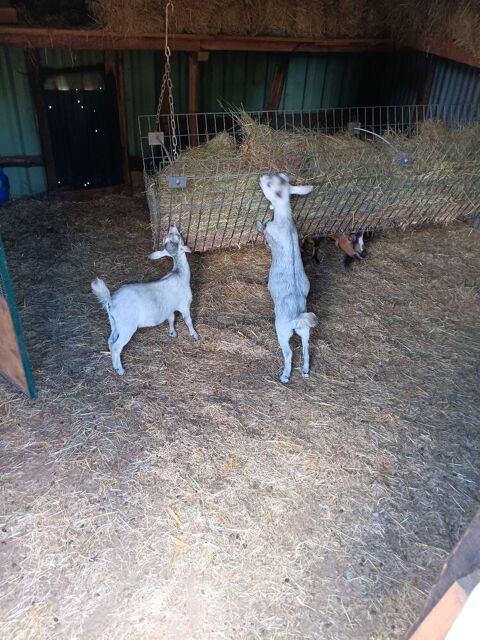 bouc nain 0 85500 Les herbiers