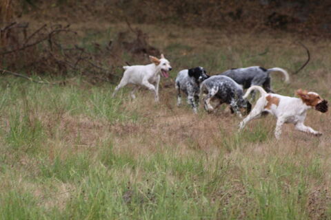 chiots setters anglais 800 40400 Bgaar