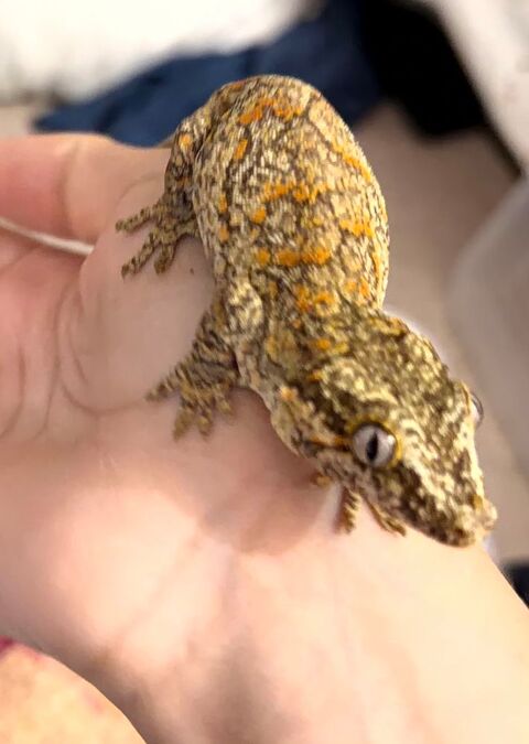 Gecko gargouille ray&eacute; orange 110 91300 Massy