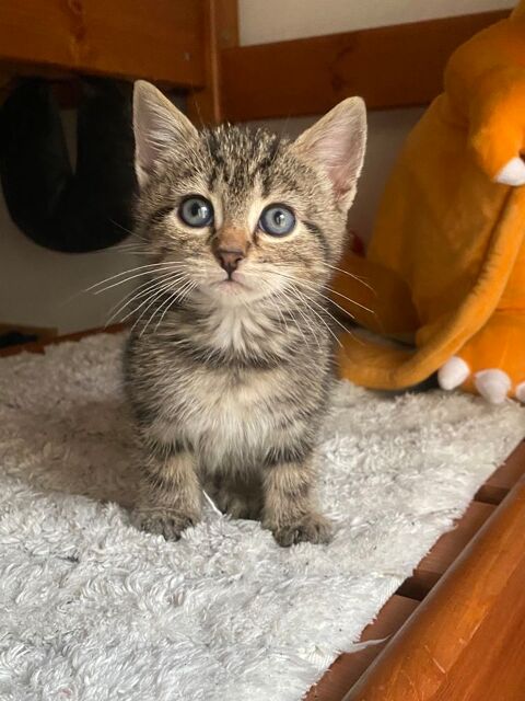 Chatons  0 93200 Saint-denis