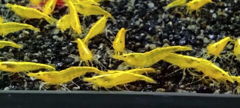 Crevette yellow neon 34620 Puisserguier
