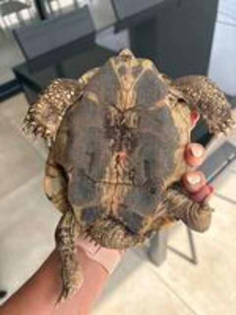   Tortue Herm 10 ans  