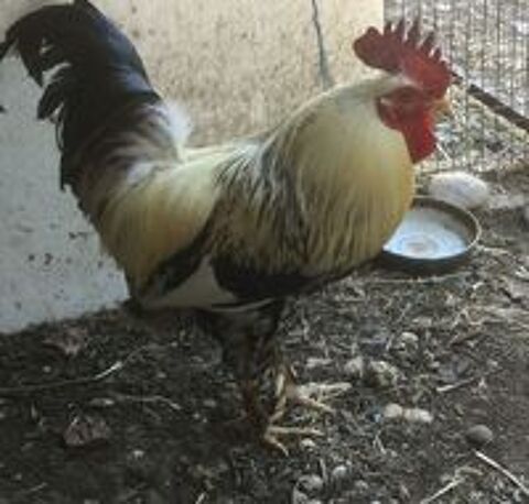   Beau coq de ferme  