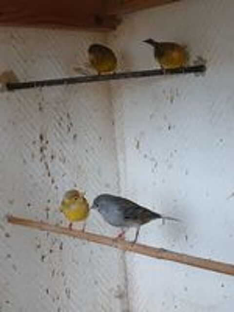   Jeunes canaris 