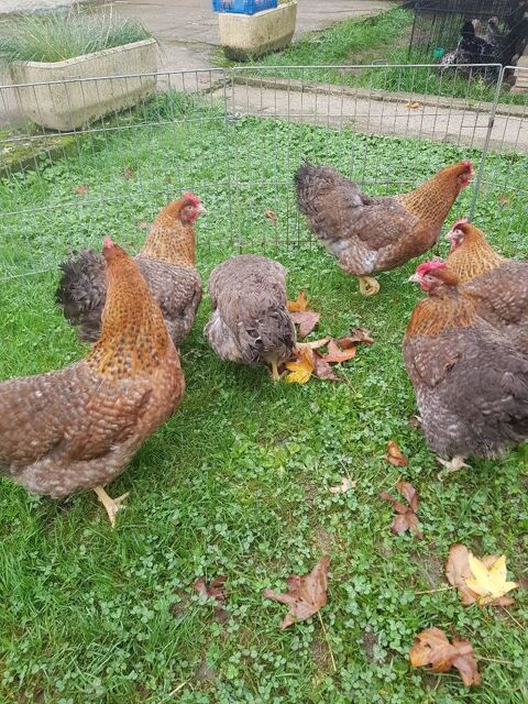 Oeuf f&eacute;cond&eacute;, poule et coq biefelder biedelfelder. 39 77540 Courpalay