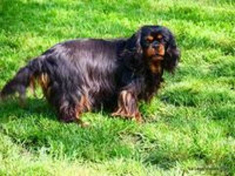   Cavalier King Charles femelle 4 ans pour retraite 