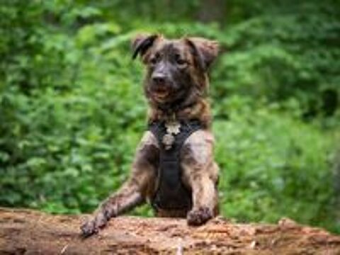   Luana à l'adoption  