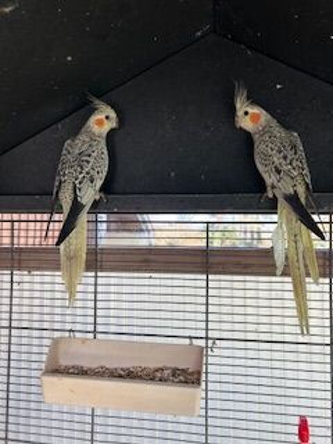 CALOPSYTTES 30 33490 Saint-maixant