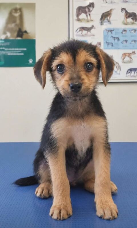 Chiot x yorkshire 450 27210 Fort-moville