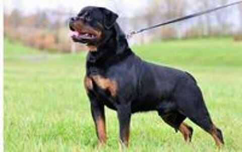   FEMELLE ROTTWEILER LOF  