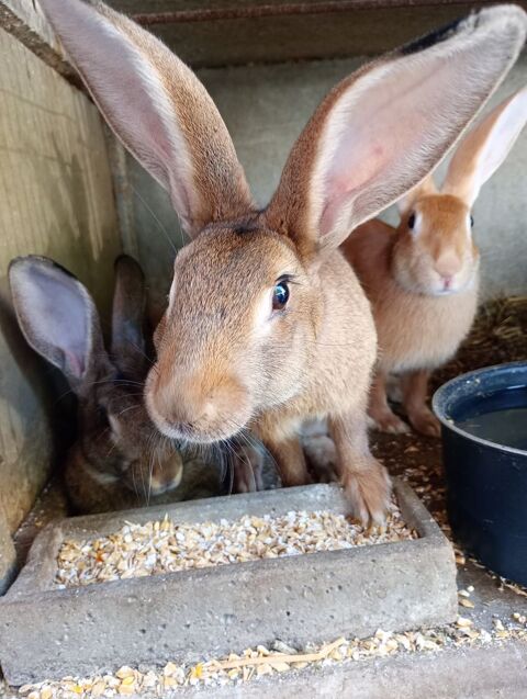 Lapin fermier  20 81390 Briatexte