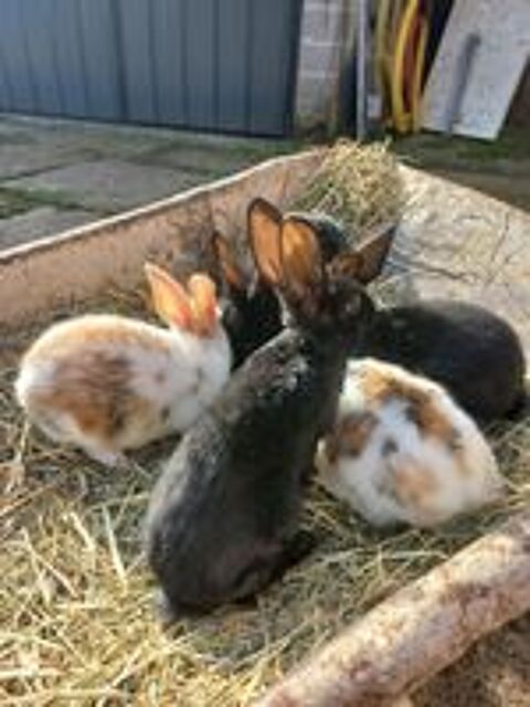   Adorables  lapins fermier disponible à adopter  