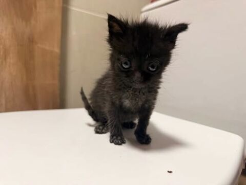 Chat LOKI &agrave; l adoption 120 26000 Valence
