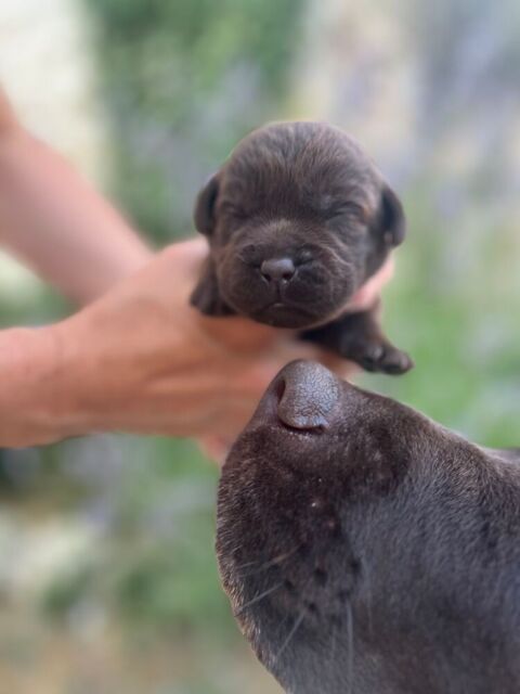 Chiots LOF Labrador Retriever Chocolat 1300 95510 Amenucourt