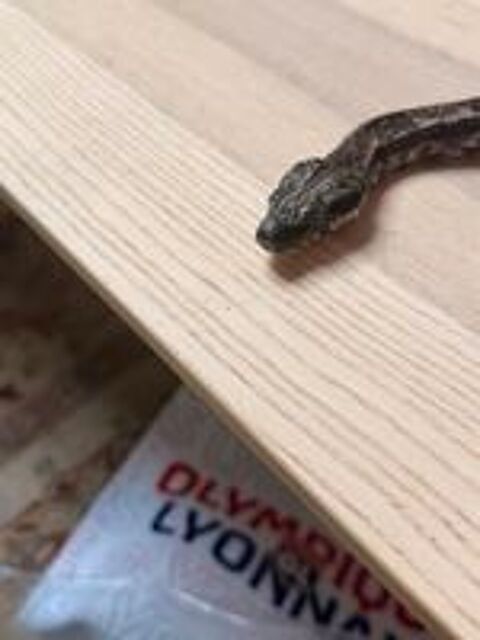   Boa imperator Hypo IMG Ghost femelle - NC 2022 